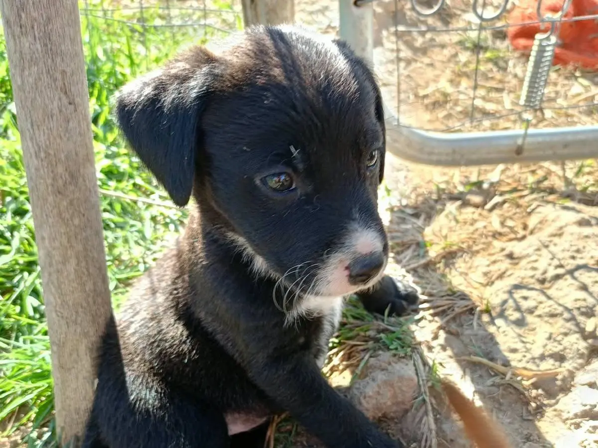 Adotta un cane, femmina, 1 mese, Agrigento