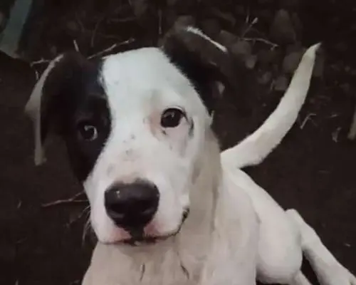 Adozione cane, femmina, Razza sconosciuta, 4 anni e 3 mesi, taglia media, Catania