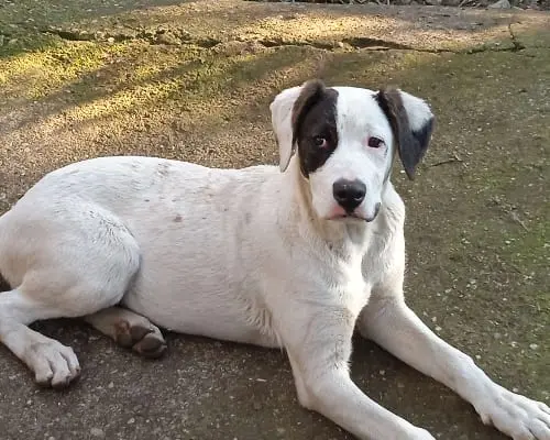 Adotta il cane Java a Catania