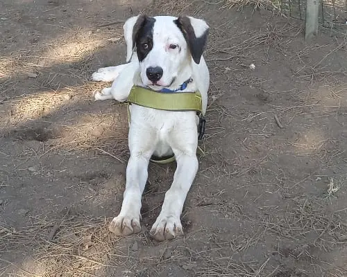 Vuoi adottare un cane a Catania?