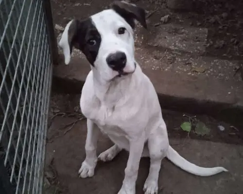 Adotta un cane, taglia media, femmina, Catania