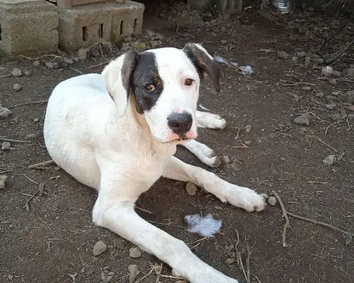Adotta un cane, femmina, 4 anni e 3 mesi, Catania