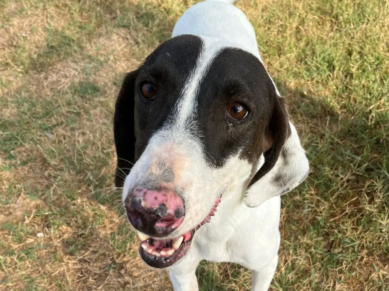 Adozione cane, maschio, Razza sconosciuta Razza sconosciuta, 3 anni e 10 mesi, taglia media contenuta, Latina