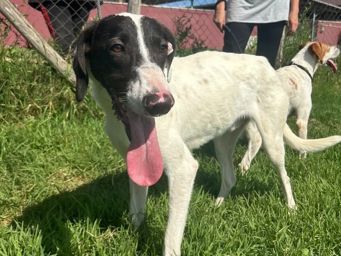 Adotta un cane, maschio, 3 anni e 10 mesi, Latina