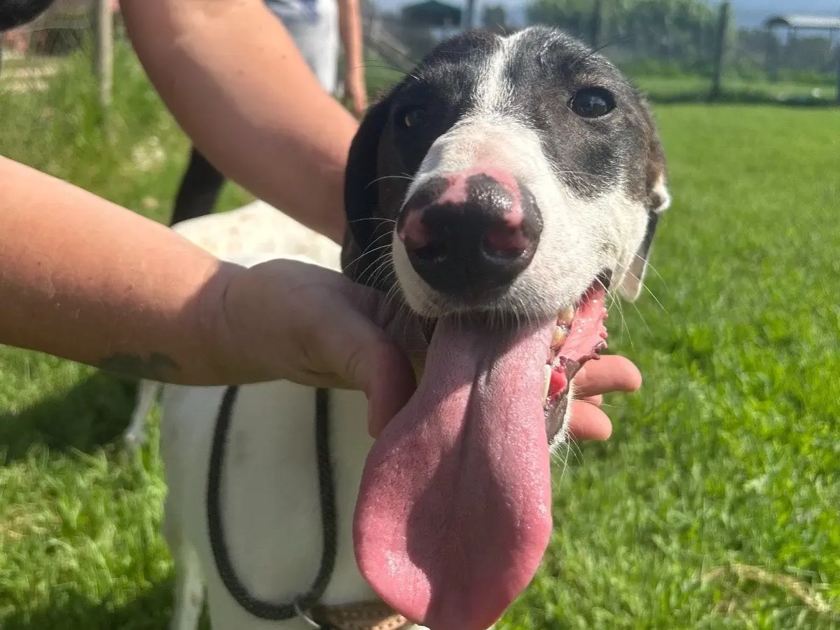 Vuoi adottare un cane a Latina?