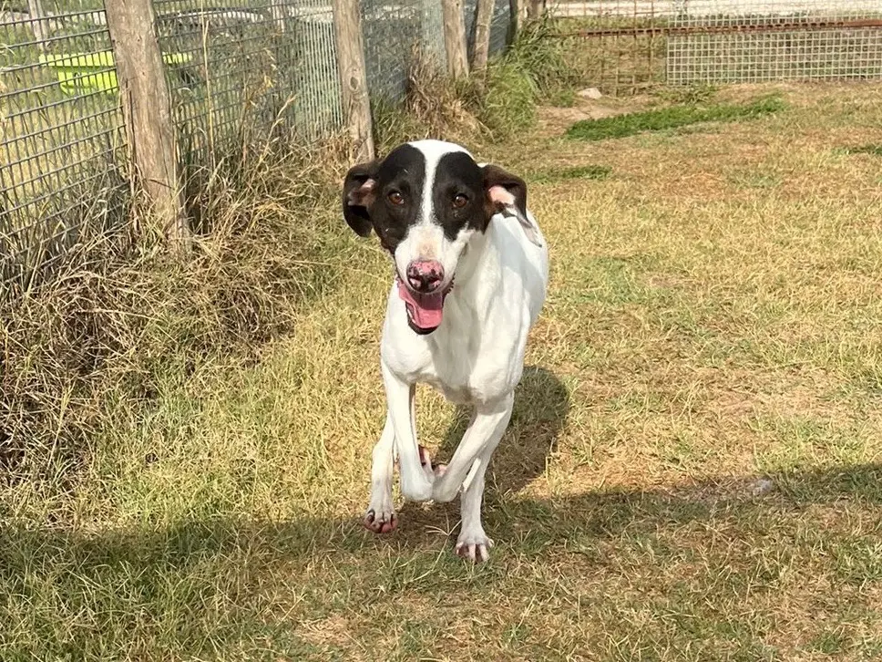 Adotta un cane, taglia media contenuta, maschio, Latina