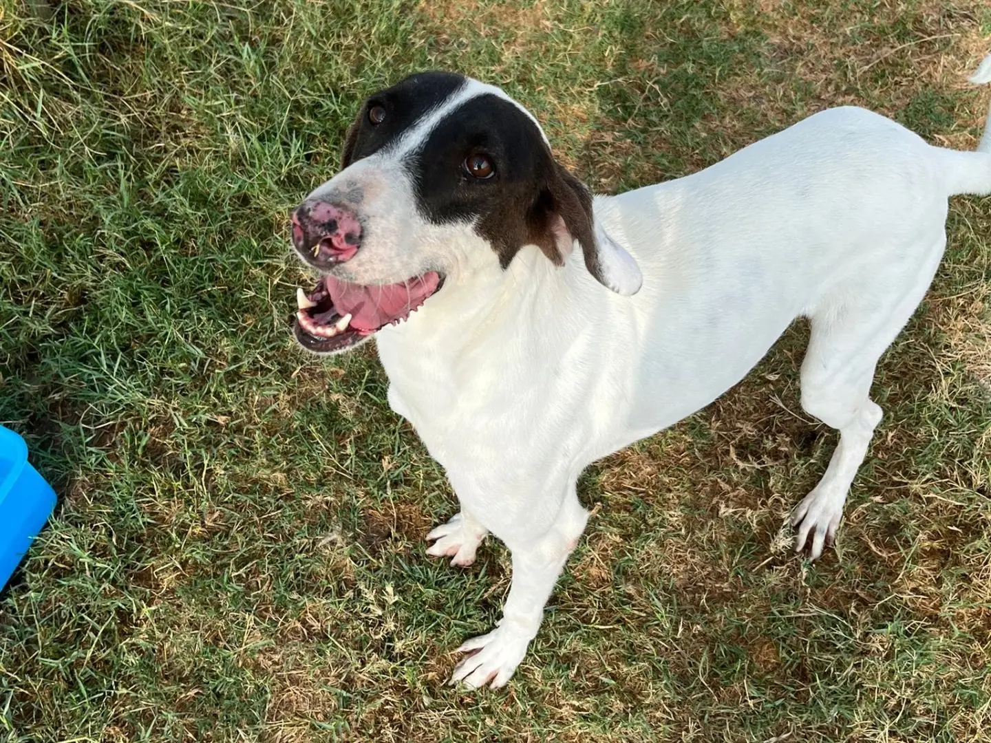 Adotta il cane Pippo Franco a Latina