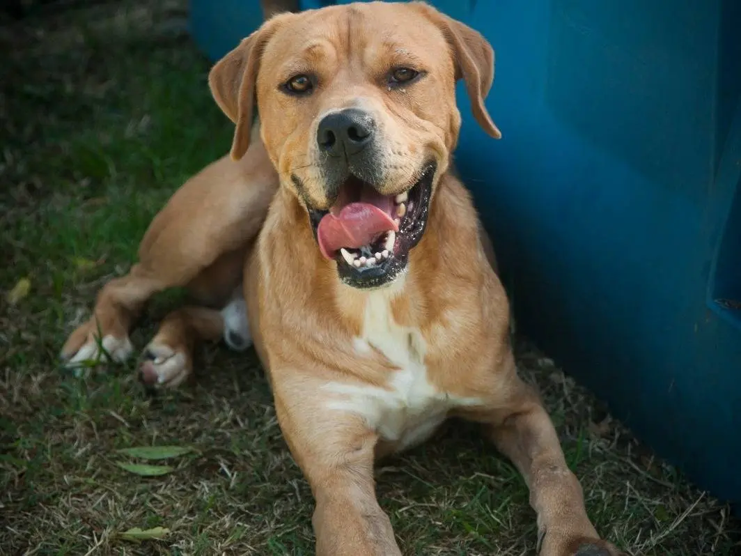 Adotta un cane, maschio, 4 anni e 3 mesi, Frosinone