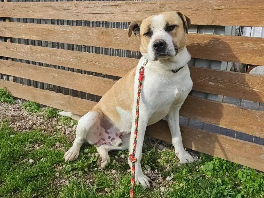 Adotta un cane, maschio, 2 anni e 4 mesi, Napoli
