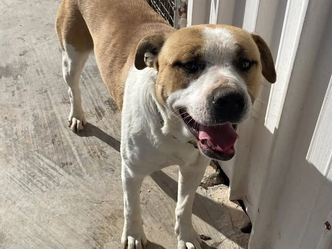 Adozione cane, maschio, Amstaff Razza sconosciuta, 2 anni e 4 mesi, taglia media, Napoli