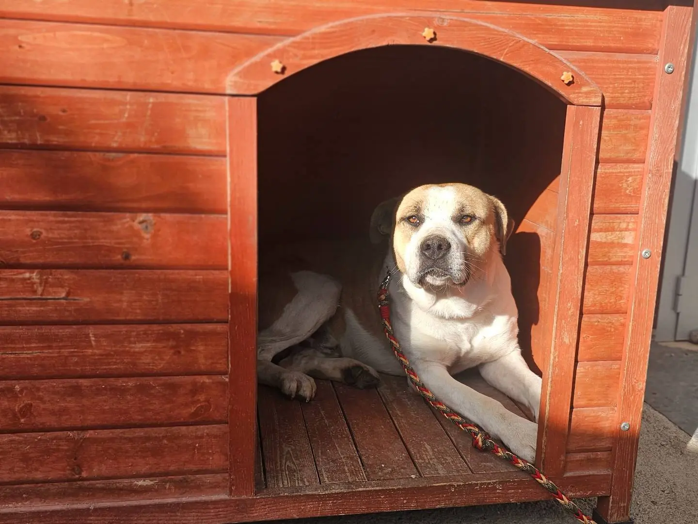 Adotta un cane, taglia media, maschio, Napoli