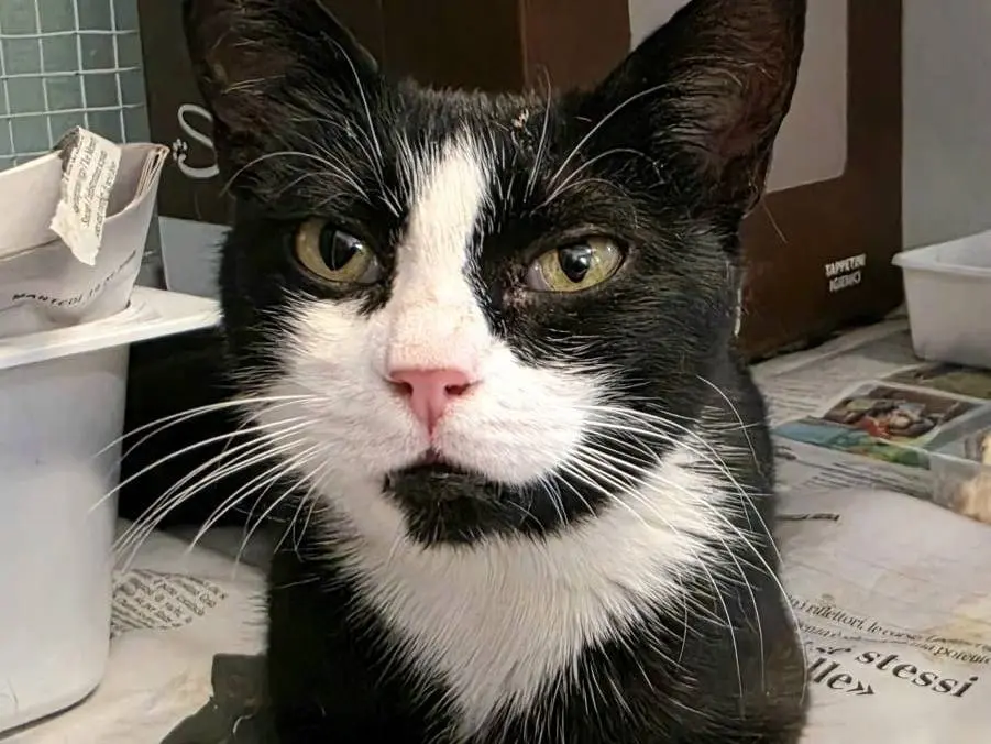 Vuoi adottare un gatto a Bologna?