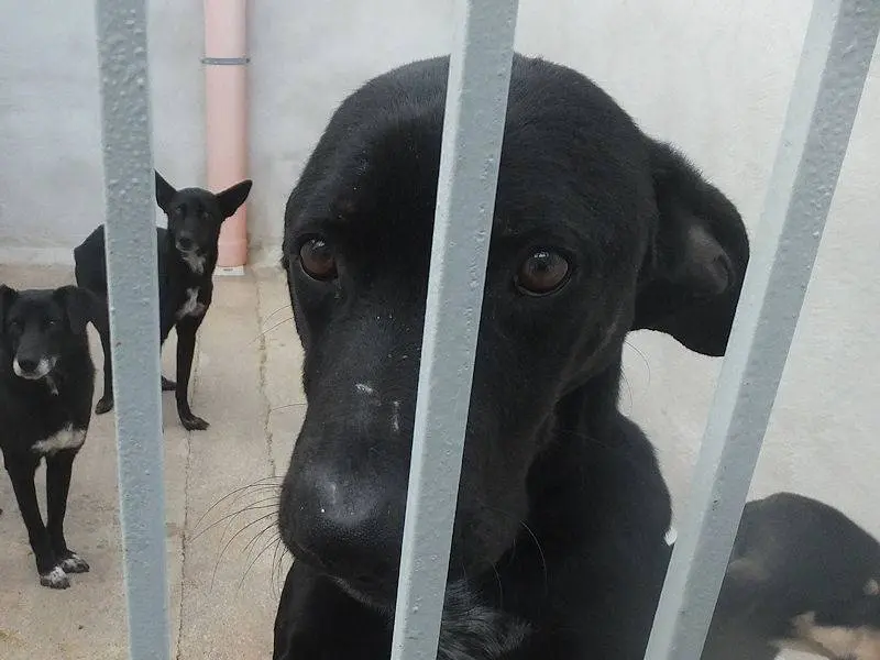 Adotta un cane, maschio, 7 anni e 3 mesi, Frosinone