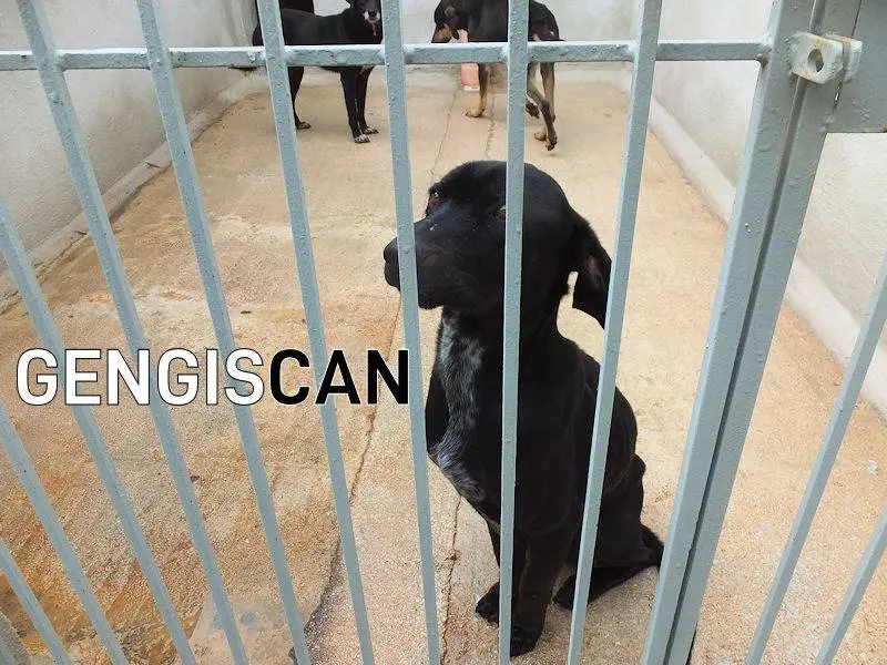 Adozione cane, maschio, Razza sconosciuta Razza sconosciuta, 7 anni e 3 mesi, taglia media, Frosinone