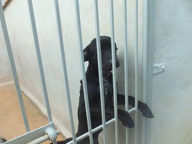 Adotta il cane GENGISCAN a Frosinone