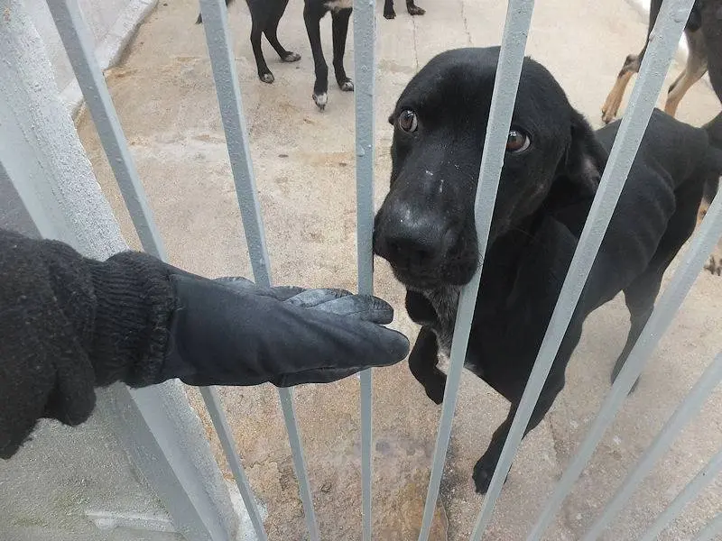 Vuoi adottare un cane a Frosinone?