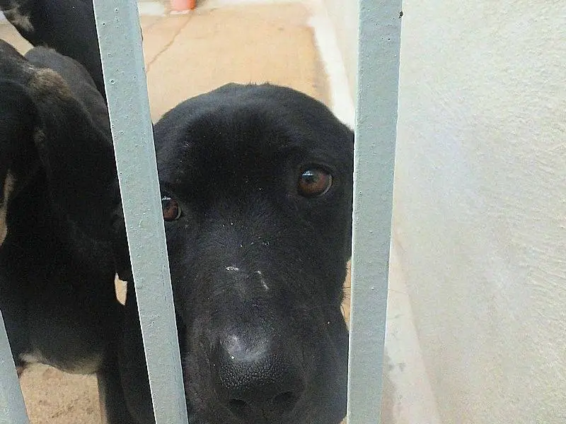 Adotta un cane, taglia media, maschio, Frosinone