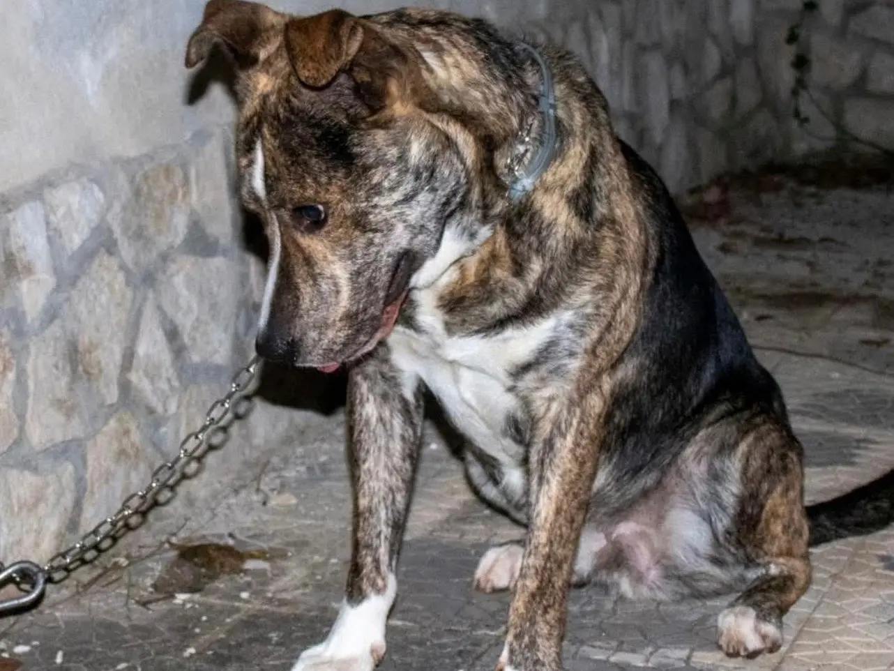 Adozione cane, maschio, Razza sconosciuta Razza sconosciuta, 2 anni e 8 mesi, taglia media, Laquila