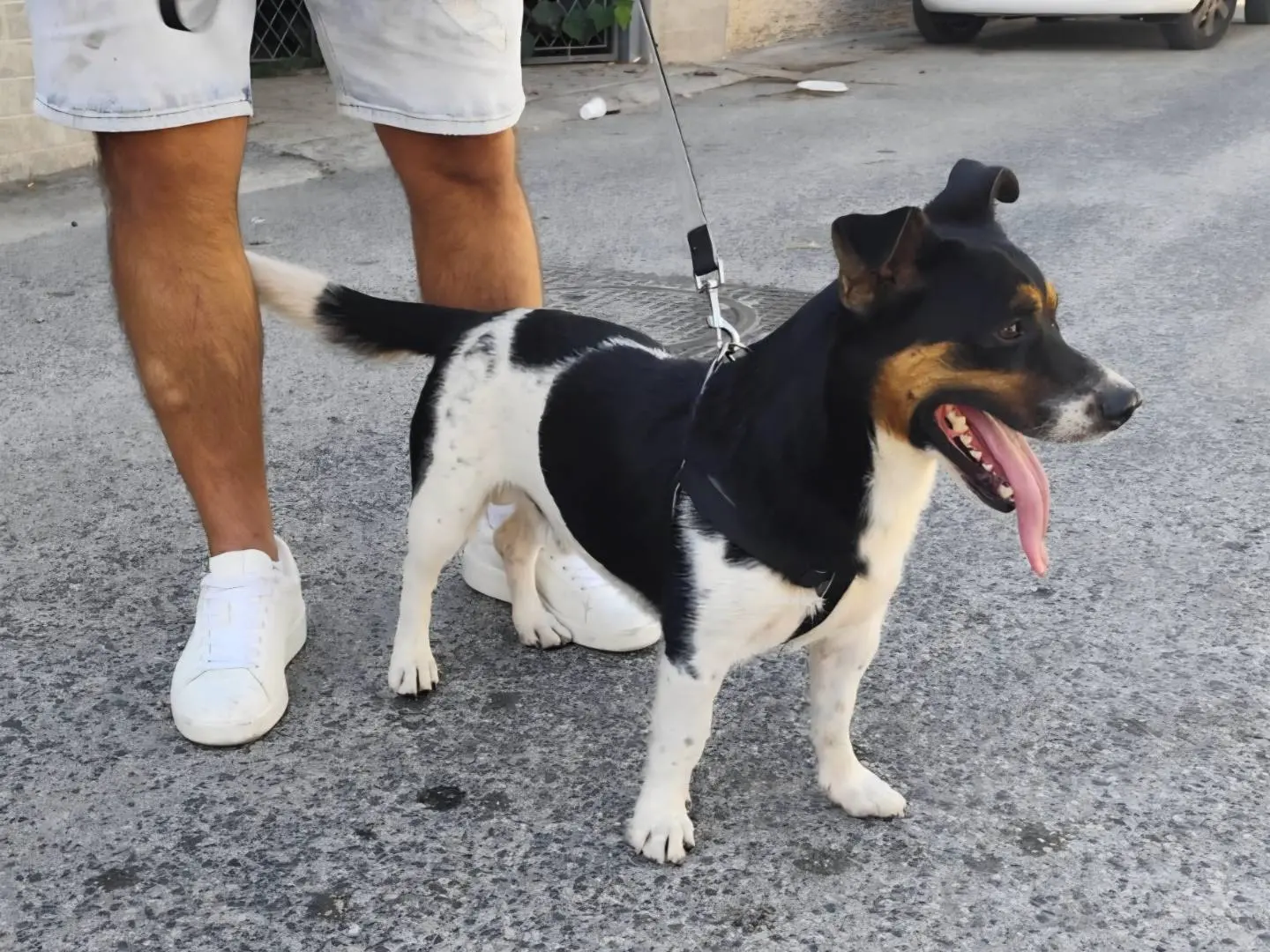 Foto 3 dell'animale