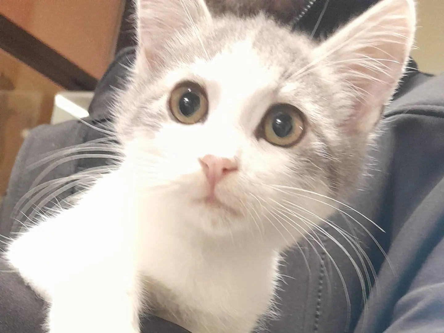 Adozione gatto, maschio, Razza sconosciuta Razza sconosciuta, 3 mesi, taglia non valida, Ravenna