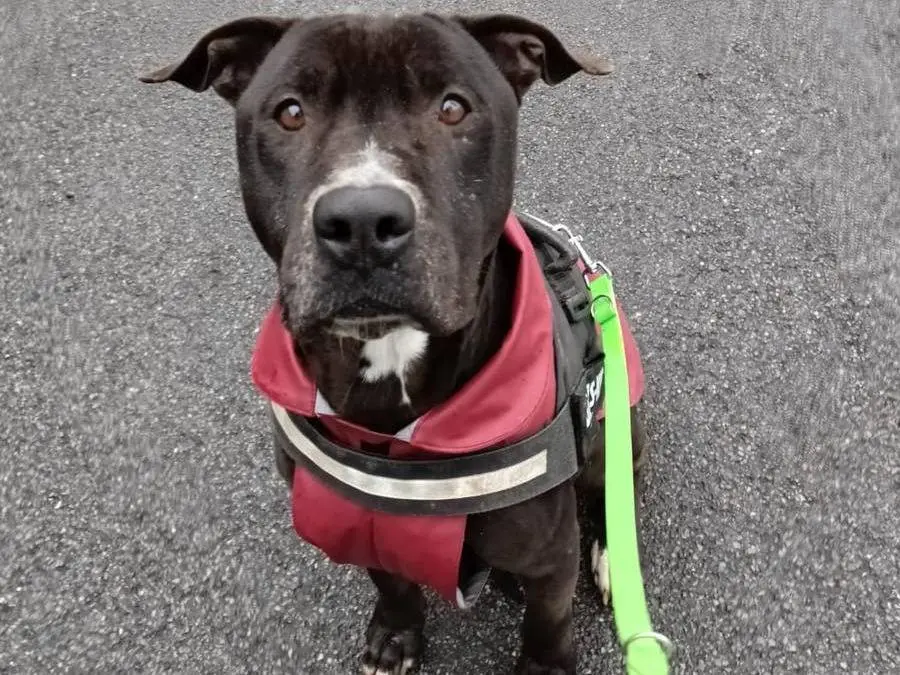 Adozione cane, maschio, Pitbull, 7 anni e 9 mesi, taglia media, Monza