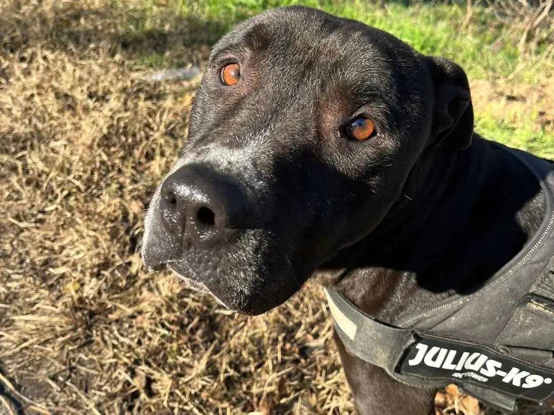 Adotta un cane, maschio, 7 anni e 9 mesi, Monza