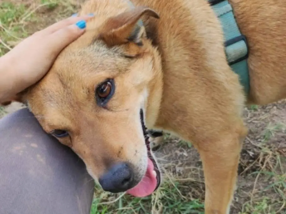Adotta il cane Bruno a Napoli