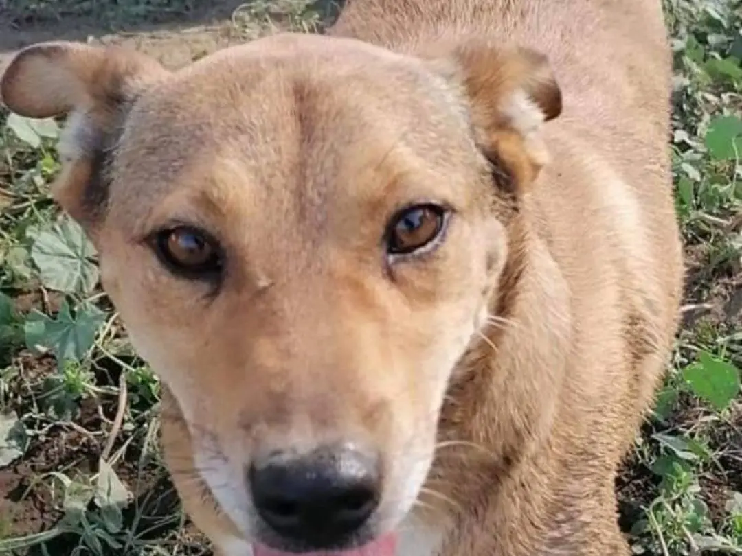 Adozione cane, maschio, Razza sconosciuta Razza sconosciuta, 5 anni e 1 mese, taglia media contenuta, Napoli