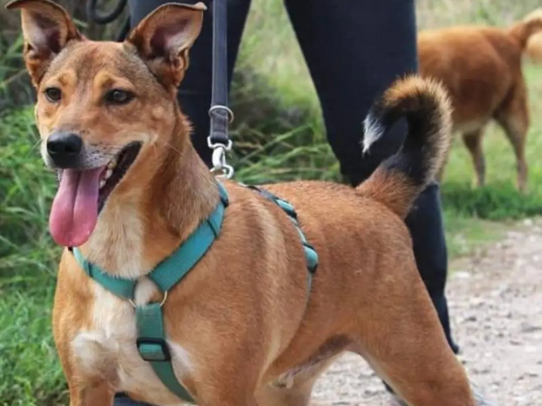 Adotta un cane, maschio, 5 anni e 1 mese, Napoli