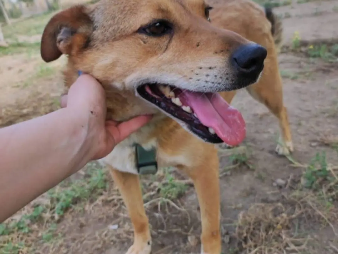 Adotta un cane, taglia media contenuta, maschio, Napoli