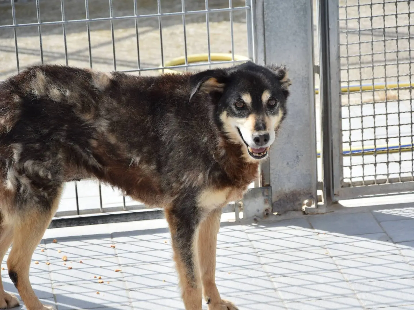 Adozione cane, femmina, Razza sconosciuta Razza sconosciuta, 14 anni e 10 mesi, taglia media, Chieti