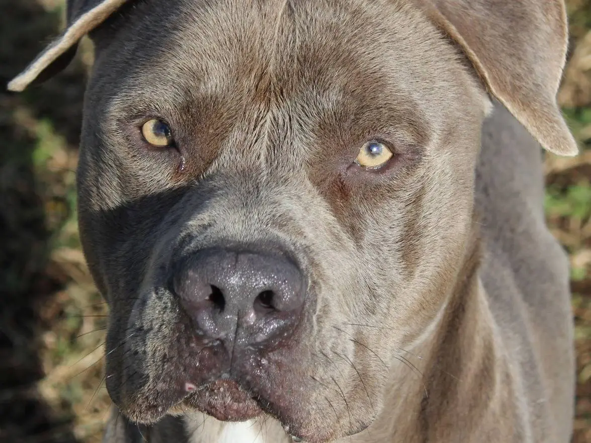 Adozione cane, maschio, Pitbull Razza sconosciuta, 3 anni e 9 mesi, taglia grande, Roma