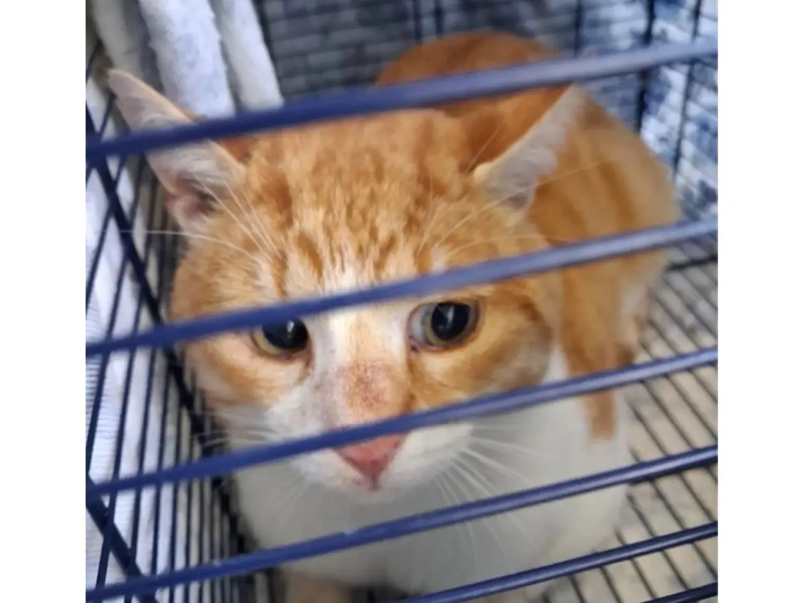 Adozione gatto, maschio, Razza sconosciuta Razza sconosciuta, 2 anni e 1 mese, taglia non valida, Torino