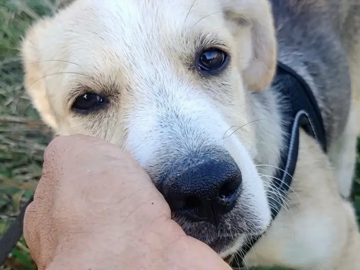 Adotta il cane Celeste a Savona
