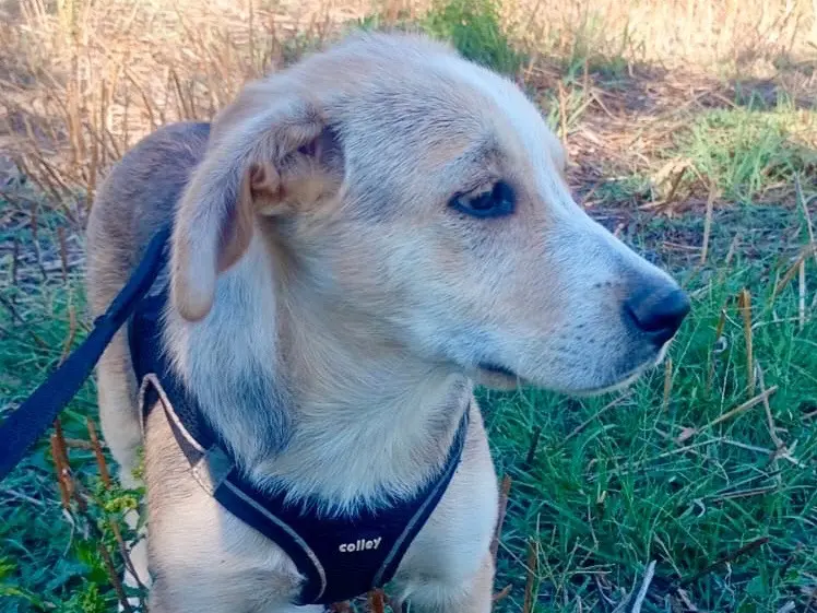 Adotta un cane, femmina, 4 mesi, Savona