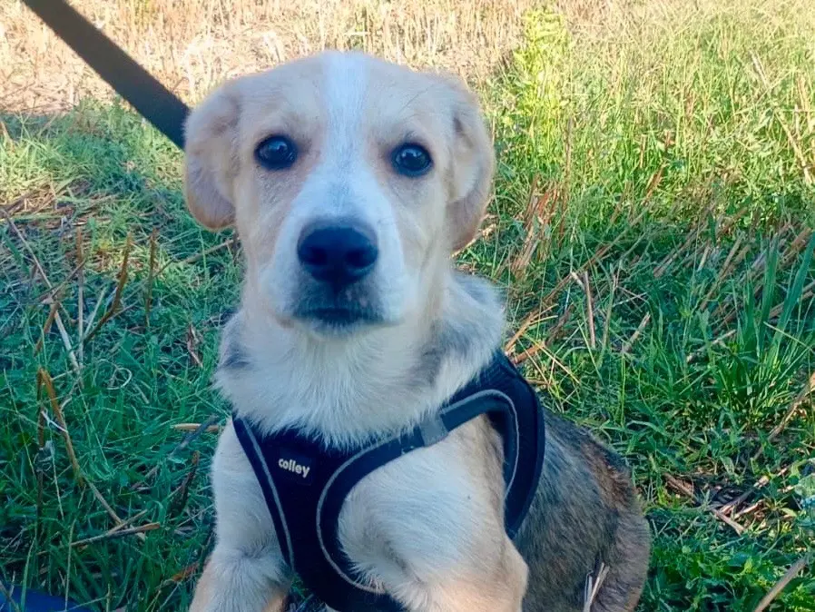 Adotta un cane, taglia grande, femmina, Savona