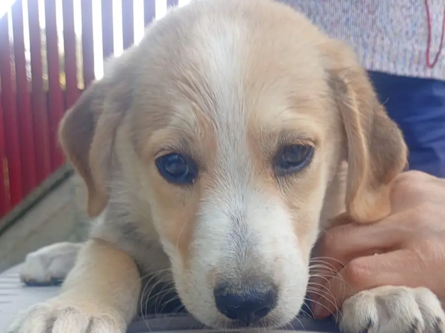 Vuoi adottare un cane a Savona?