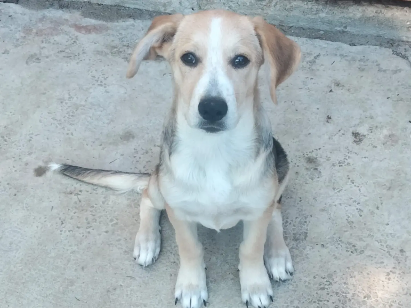 Adozione cane, femmina, Razza sconosciuta Razza sconosciuta, 4 mesi, taglia grande, Savona