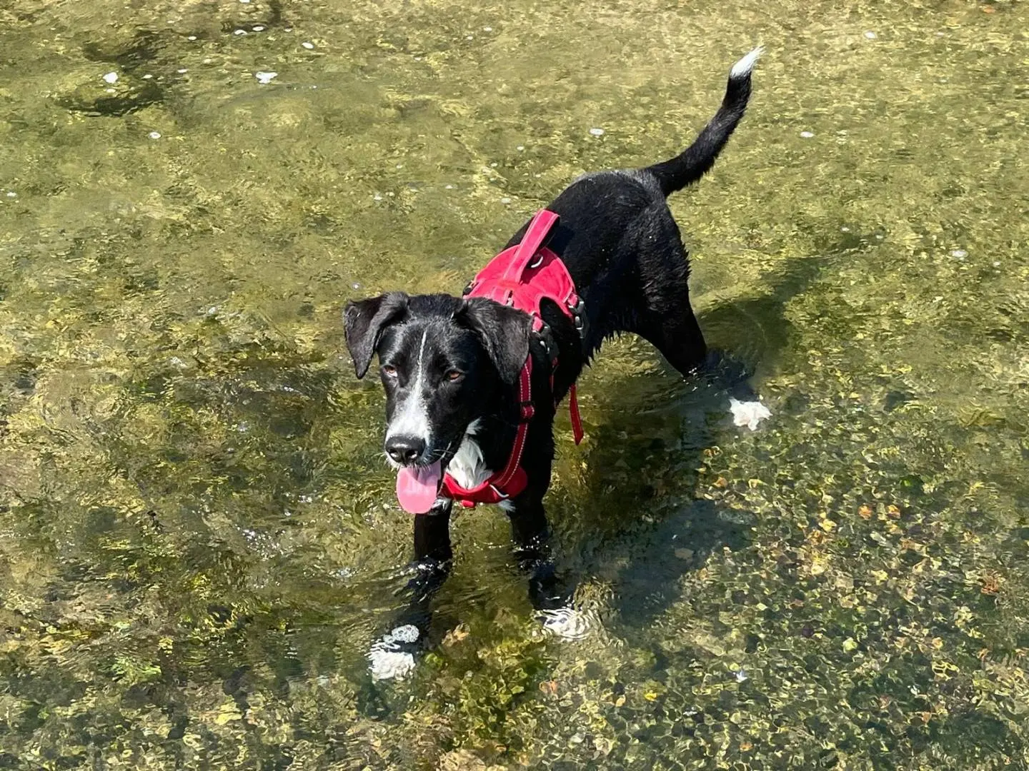Adotta un cane, femmina, 10 mesi, Milano
