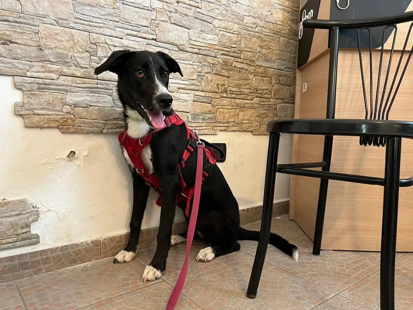 Adozione cane, femmina, Razza sconosciuta Razza sconosciuta, 10 mesi, taglia media, Milano