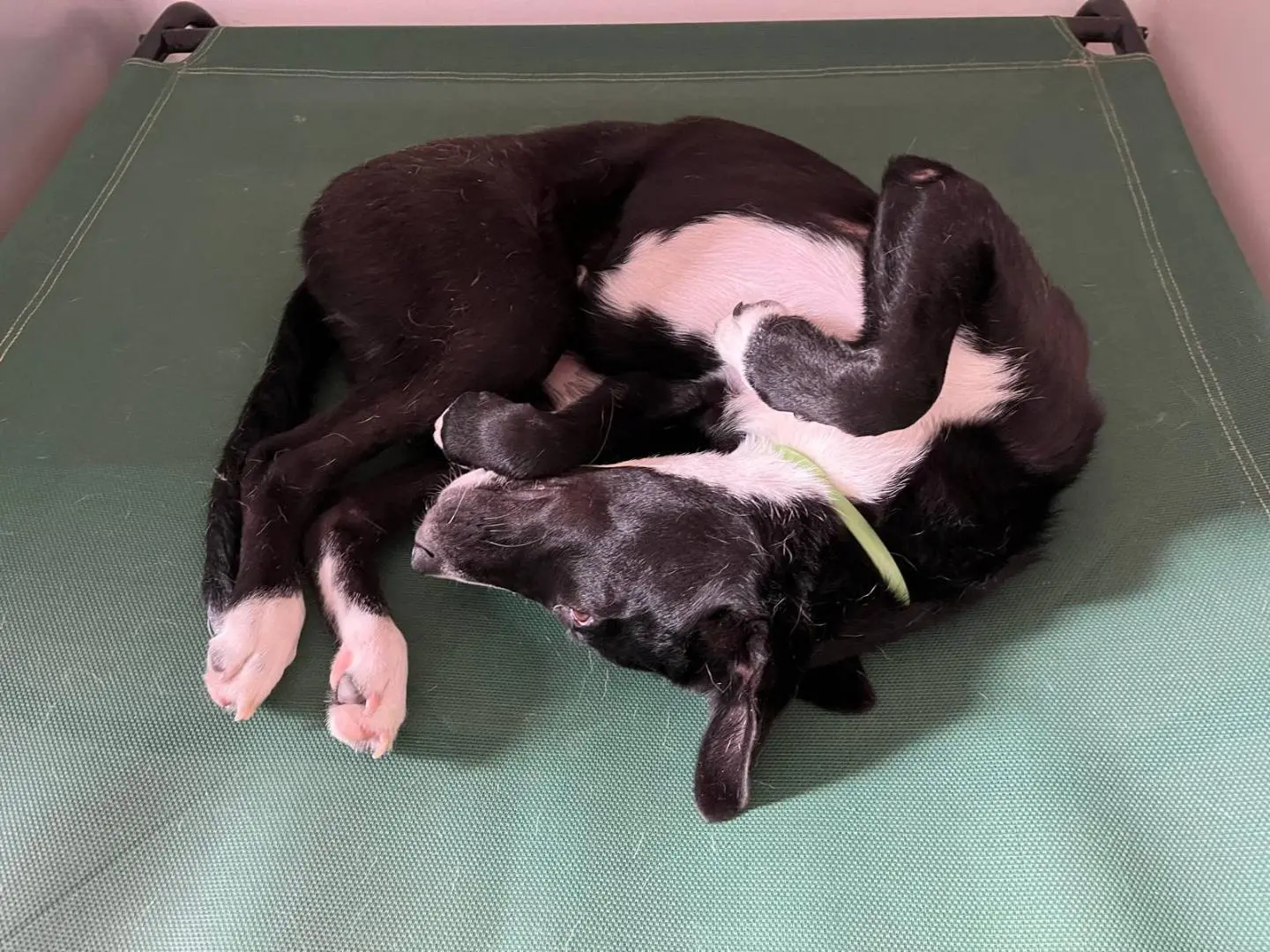 Adotta un cane, taglia media, femmina, Milano