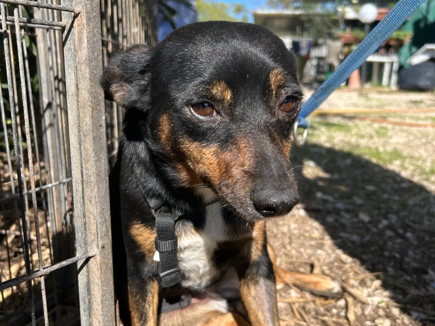 Adotta un cane, femmina, 3 anni, Foggia