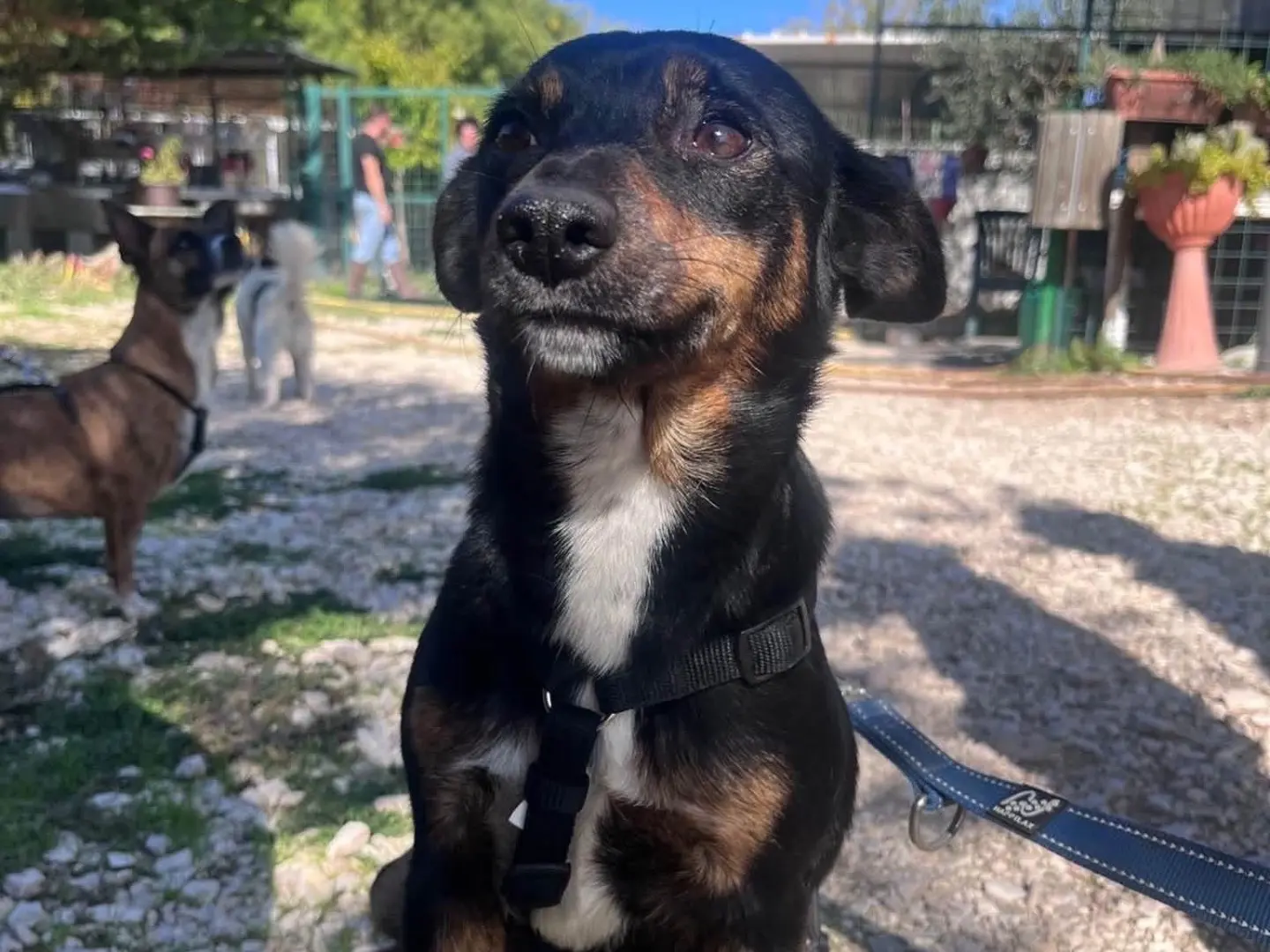 Adozione cane, femmina, Razza sconosciuta Razza sconosciuta, 3 anni, taglia piccola, Foggia