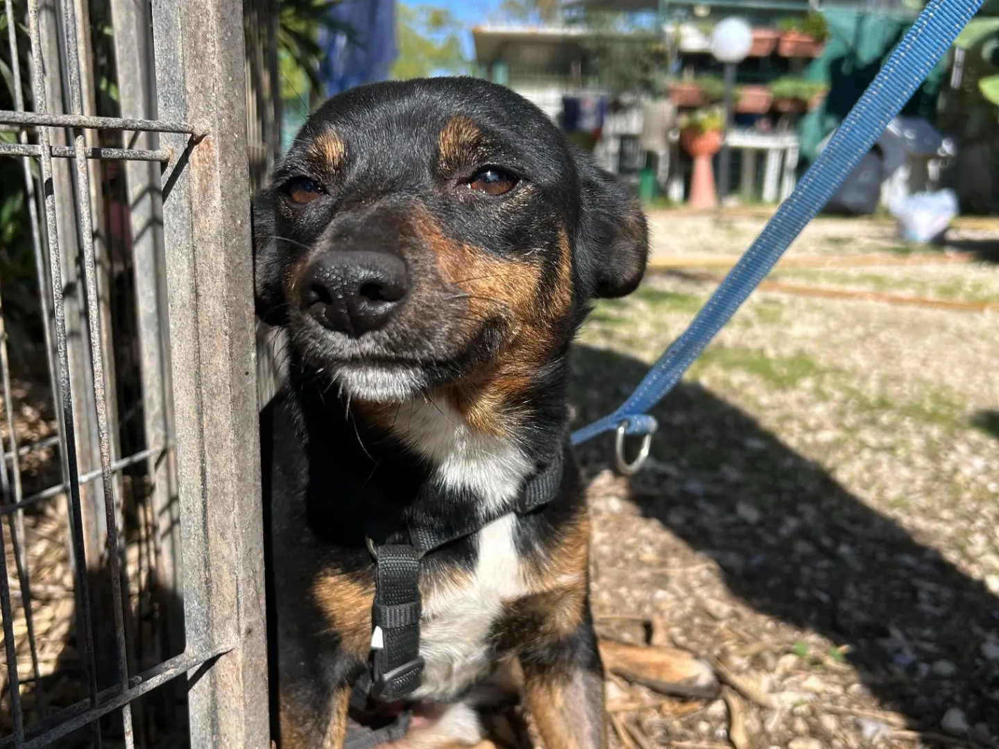 Adotta un cane, taglia piccola, femmina, Foggia