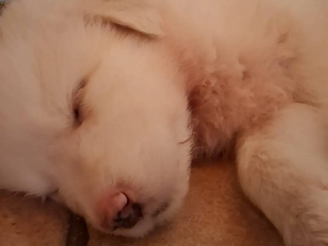 Adotta un cane, maschio, 4 mesi, Latina