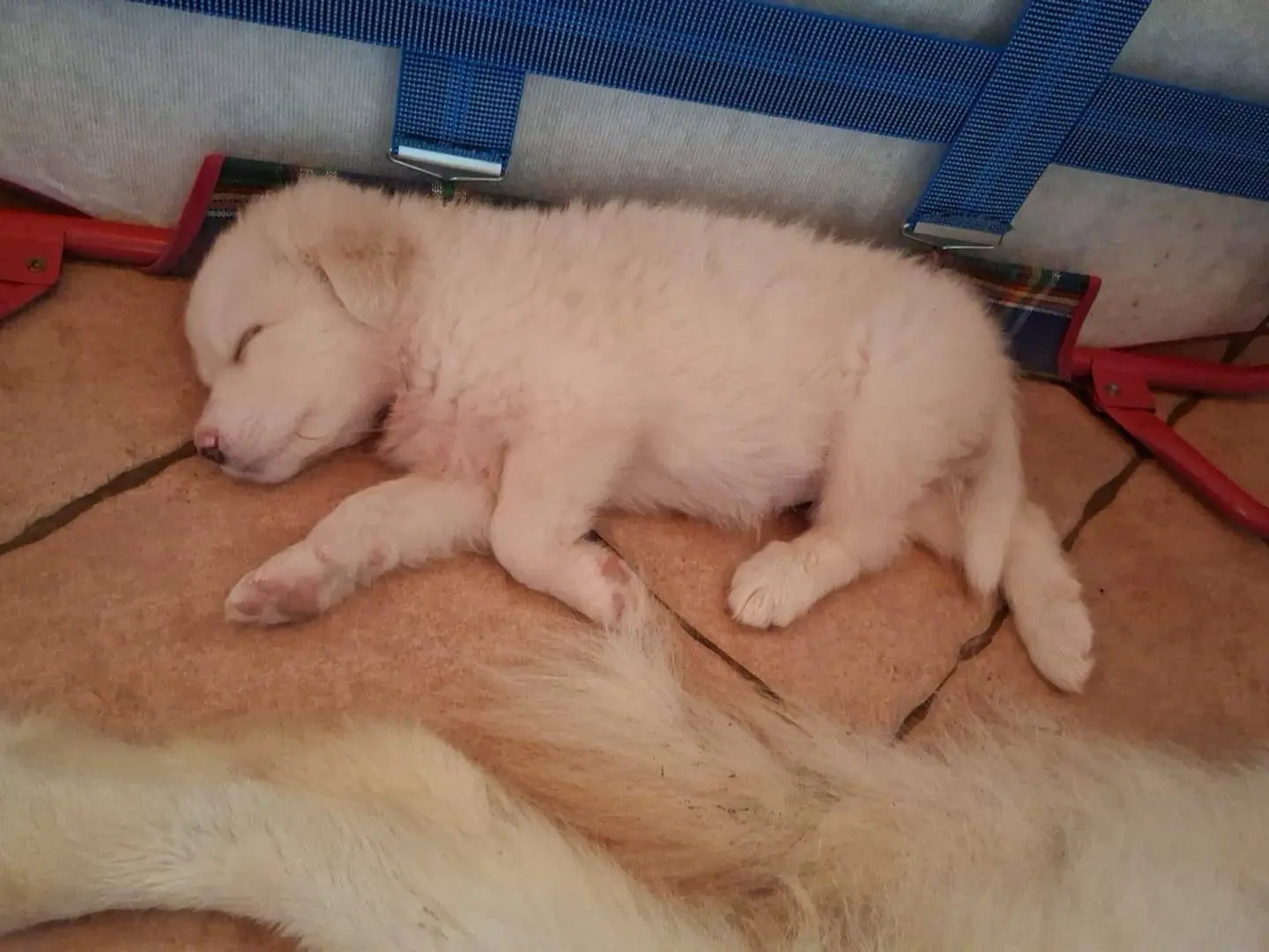 Adotta un cane, taglia grande, maschio, Latina