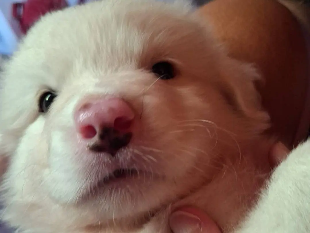 Adozione cane, maschio, Pastore maremmano Razza sconosciuta, 4 mesi, taglia grande, Latina