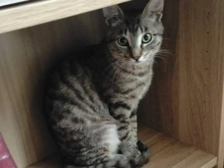 Foto 2 dell'animale
