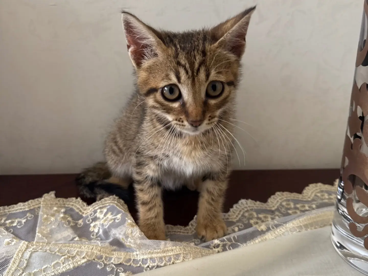 Adotta un gatto, taglia non valida, maschio, Caserta