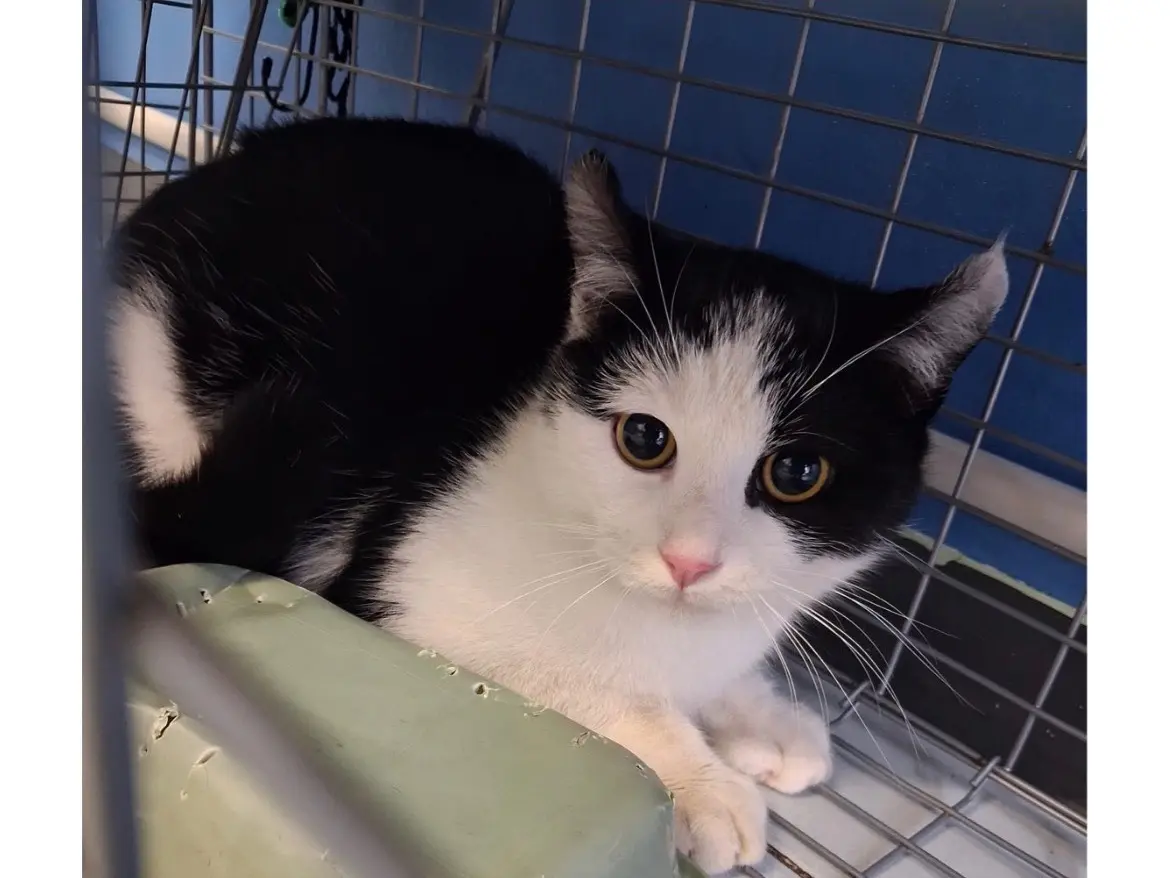 Adozione gatto, femmina, Razza sconosciuta Razza sconosciuta, 1 anno e 5 mesi, taglia non valida, Torino